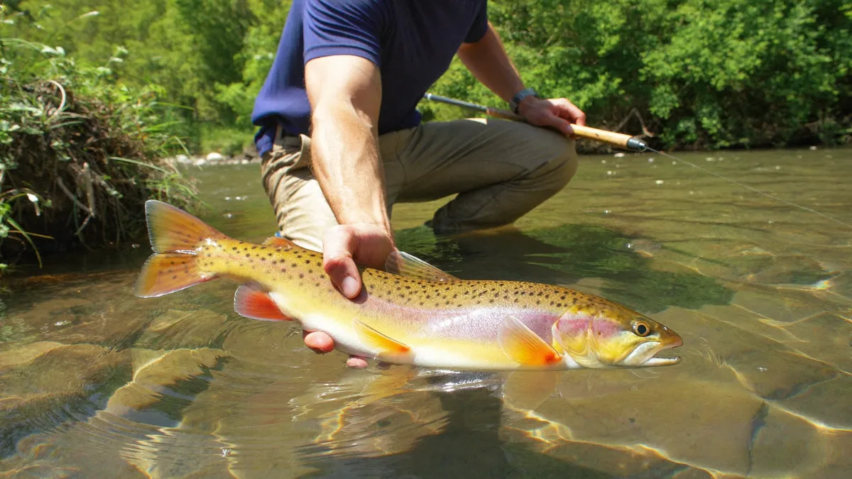 Bachforelle im klaren Wasser – Zielfisch-Kurs Forelle
