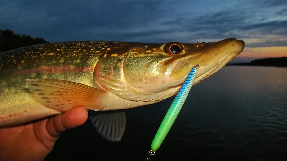 Zander in dunklem Wasser – Zielfisch-Kurs Zander bei Nacht